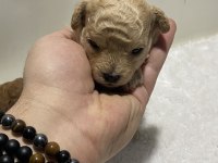 Apricot renk teacup dişi kg garantili poodle