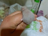 RENGARENK SYRİA HAMSTER YAVRULAR