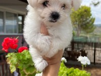 Badem şekerleri maltese köpekler