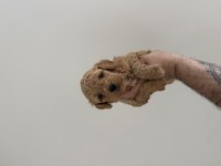 Sevimli Poodle Bebekler