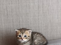 Erkek yavru scottish fold