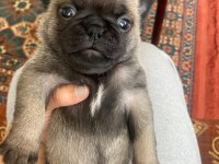 Pug Mops 4 erkek