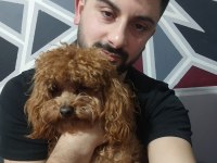 Toy poodle orjinal