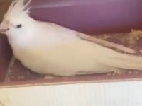 Albino litino takım sultan papağanı