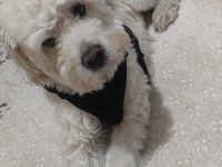 White Terrier 3 yaşında ücretsiz sahiplendirme