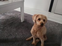 Toy poodle köpeğimiz