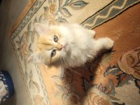 British golden longhair