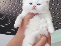 Merhaba ben british longhair chanel