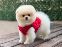 Pomeranian yavrular