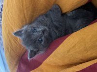 British Shorthair Yavrumuz Yeni Yuvasını Arıyor