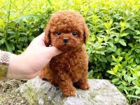 Toy Poodle Yavrularım Yeni Sahibini Bekliyor