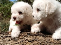 Özel ırk nadir güzellik uygun bütçe bichon frise