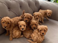 Toy poodle