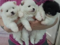 1 buçuk aylık yavrularım 2 dişi 1 erkek pomeranian