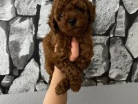 Red Brown poodle yavrularim ev üretimi