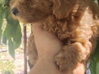 Toy poodle bebekler 45 günlük
