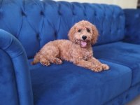 Safkan Toy Poodle Dişi