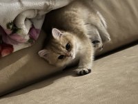 Golden Tombiş British Shorthair