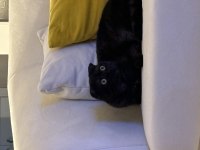 Scottish fold kedimize yuva arıyoruz