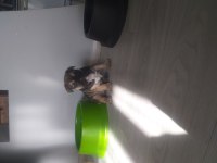 Egzotik french bulldog