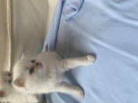 Safkan british longhair bebeklerim