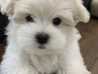 A kalite morkie yavrular