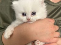 Oyuncu sevecen pamuk şeker british longhair yavrularım