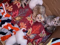 Scottish fold yavrular sahibinden sahiplendirilecek