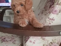 40 günlük toy poodle erkek yavrularım