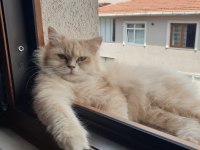 Şecereli british longhair kedimiz yeni yuvasını arıyor