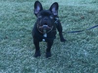10 aylık erkek evde bakıldı harika anatomi french bulldog