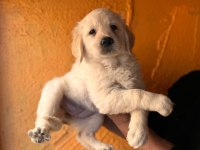 Mükemmel kalitede golden retriever bebeklerimiz acele edin
