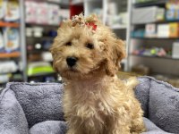 Secereli Red Brown Babadan Toy Poodle yavrumuz
