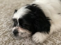 TOMBİK BAMBİK YENİ YUVA ARAYIŞINDA DİŞİ 8 AYLIK SHİH TZU