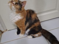 KENDİ YAVRULARIMIZ Exotic Shorthair