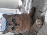 British shorthair yavrumuza ömürlük yuva arıyoruz
