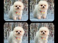 Orjinal ayı surat pomeranian boo