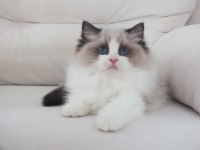 Full şecereli ragdoll yavruları