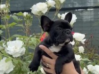2,5 Aylık Dişi French Bulldog