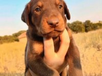 Yavru Dobermanlar