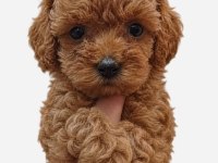 Minyatür toy poodle