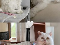 ücretsiz sahiplendirme british shorthair
