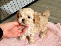 A kalite maltipoo bebeklerimiz