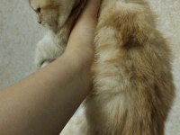 Orjinal safkan britishorthair yavrular