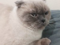 Scottish Fold Kedimize Acil Yuva