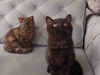 3 aylık siyah ve kahverengi british shorthair