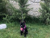 Dişi French Bulldog