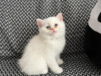 2 Aylık Dişi British Longhair