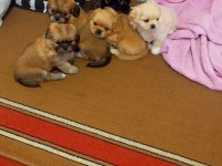 PEKİNEZ KÖPEĞİ GÜZELLER