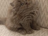 Harika Güzellikte British Longhair Yavrum